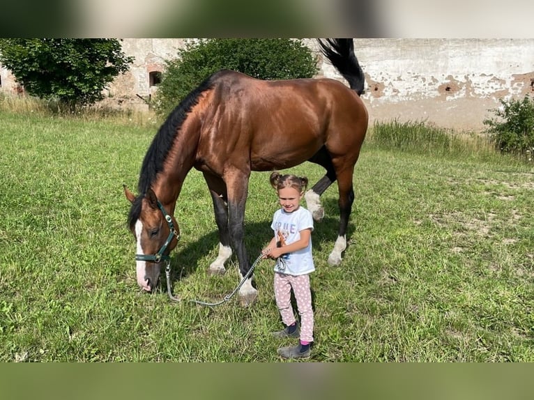 Cheval de sport hongrois Étalon 13 Ans 170 cm Bai cerise in Mladá Boleslav