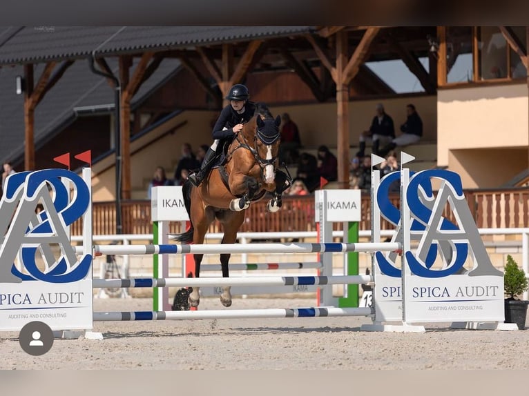 Cheval de sport hongrois Étalon 13 Ans 170 cm Bai cerise in Mladá Boleslav