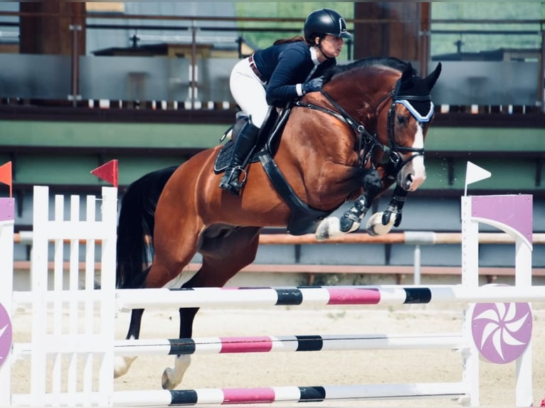 Cheval de sport hongrois Étalon 13 Ans 170 cm Bai cerise in Mladá Boleslav