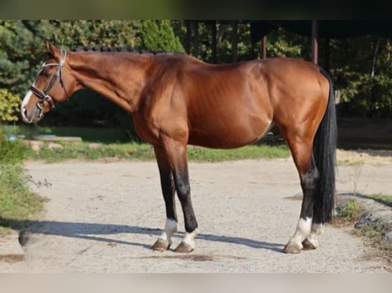 Cheval de sport hongrois Étalon 13 Ans 170 cm Bai cerise in Mladá Boleslav