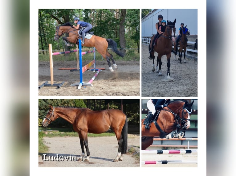 Cheval de sport hongrois Étalon 13 Ans 170 cm Bai cerise in Mladá Boleslav