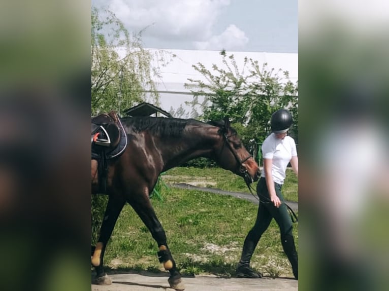 Cheval de sport hongrois Étalon 14 Ans 170 cm Bai brun in C&#x103;ciula&#x163;i