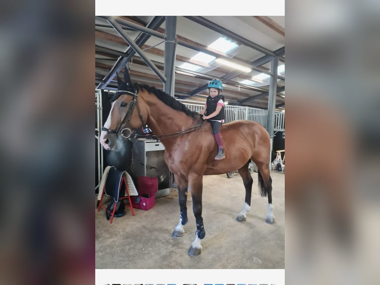 Cheval de sport hongrois Étalon 14 Ans 170 cm Bai cerise in Mladá Boleslav