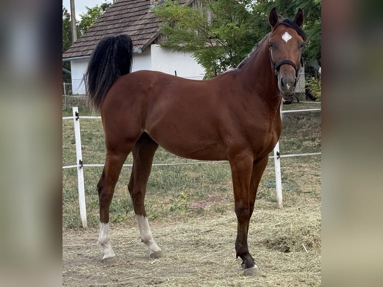 Cheval de sport hongrois Étalon 1 Année 140 cm Bai cerise in Nagyrábé