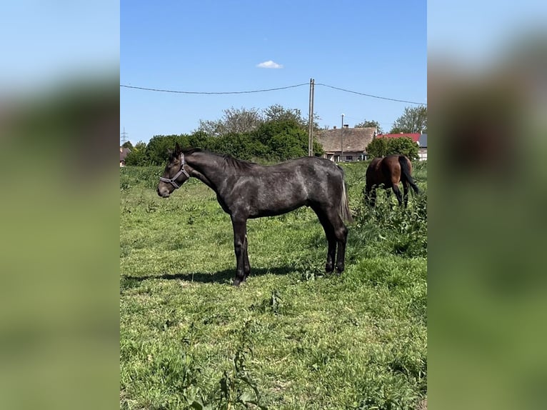 Cheval de sport hongrois Étalon 1 Année 140 cm Gris in Debrecen
