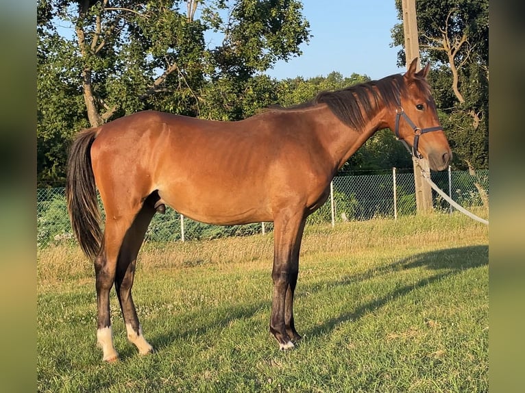 Cheval de sport hongrois Étalon 1 Année 142 cm Bai clair in Székesfehérvár