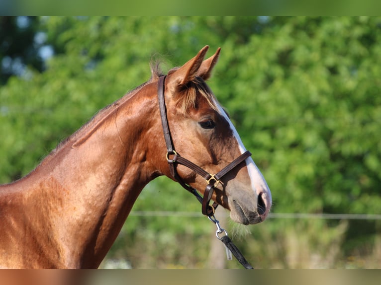 Cheval de sport hongrois Étalon 1 Année 145 cm Alezan brûlé in Abda