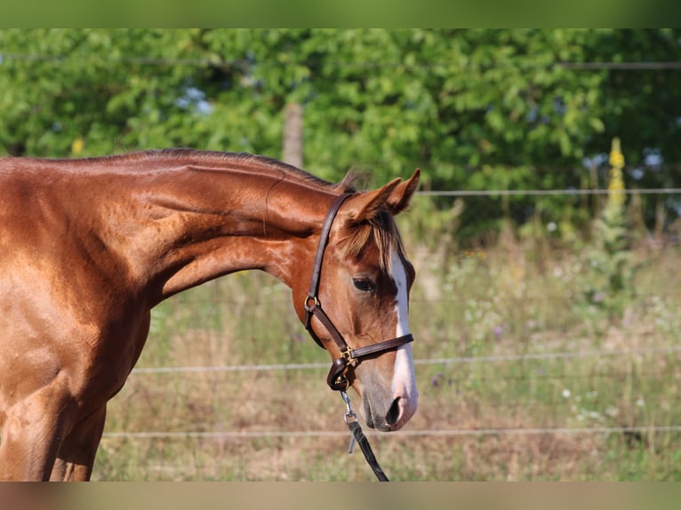 Cheval de sport hongrois Étalon 1 Année 145 cm Alezan brûlé in Abda