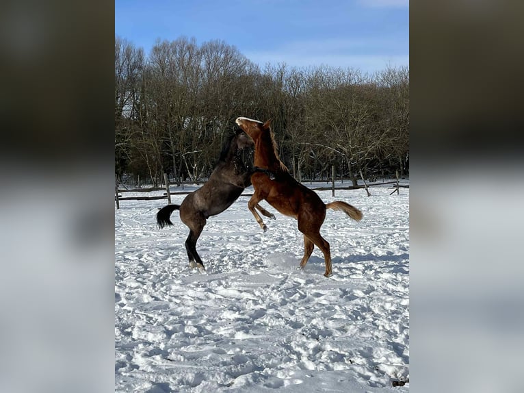 Cheval de sport hongrois Étalon 1 Année 155 cm Alezan in Keszthely