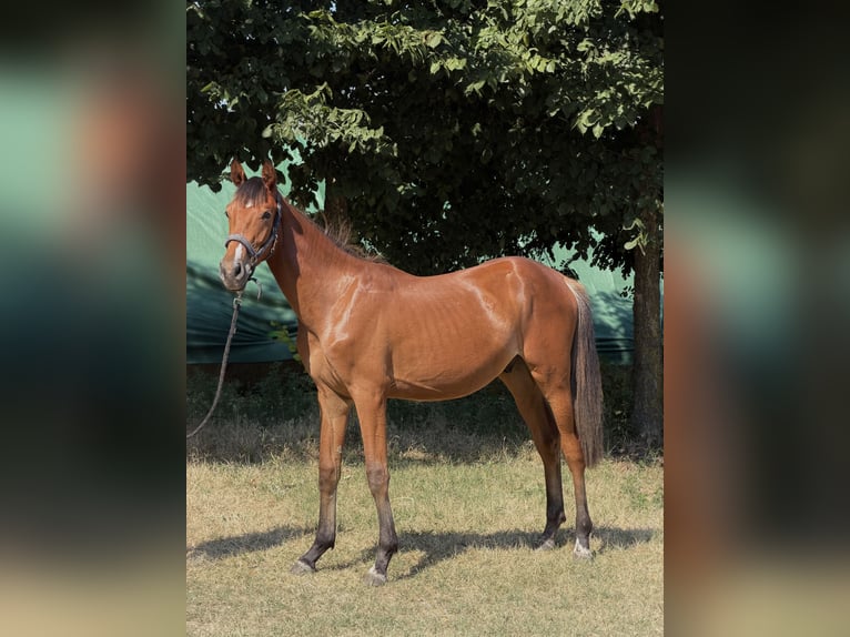 Cheval de sport hongrois Étalon 1 Année 160 cm Bai cerise in Baja
