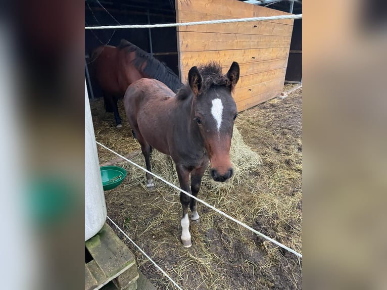 Cheval de sport hongrois Étalon 1 Année Bai in Fußgönheim