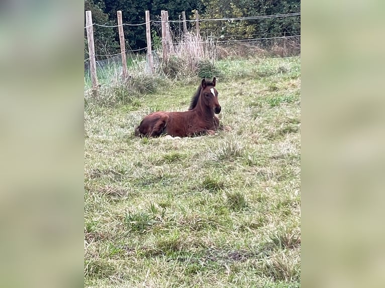 Cheval de sport hongrois Étalon 1 Année Bai in Fußgönheim