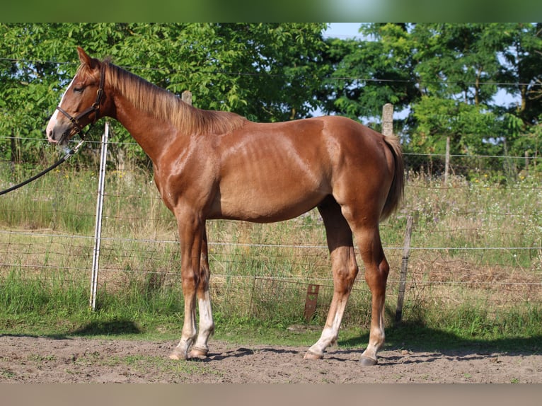 Cheval de sport hongrois Étalon 2 Ans 145 cm Alezan brûlé in Abda