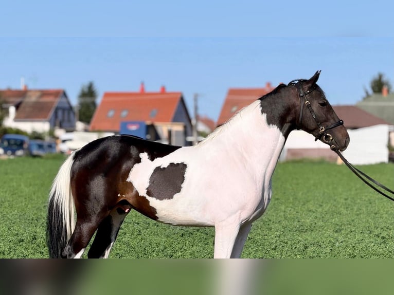 Cheval de sport hongrois Étalon 2 Ans 158 cm Pinto in Rechnitz