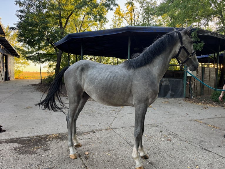 Cheval de sport hongrois Étalon 2 Ans 160 cm Gris in Budapest