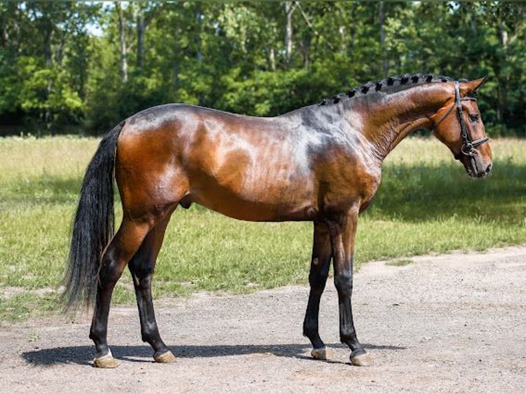 Cheval de sport hongrois Étalon 2 Ans 166 cm Bai in Debrecen