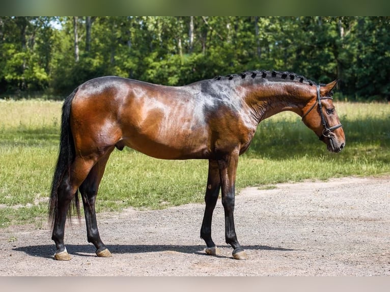 Cheval de sport hongrois Étalon 2 Ans 166 cm Bai in Debrecen