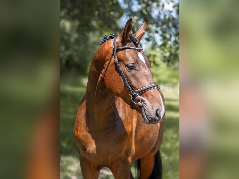 Cheval de sport hongrois Étalon 2 Ans 166 cm Bai in Debrecen