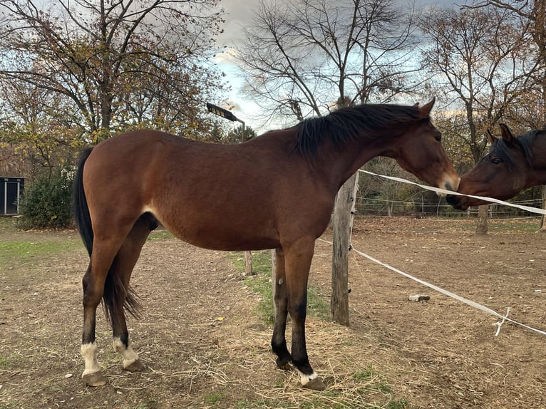 Cheval de sport hongrois Étalon 3 Ans 155 cm Bai cerise in Székesfehérvár