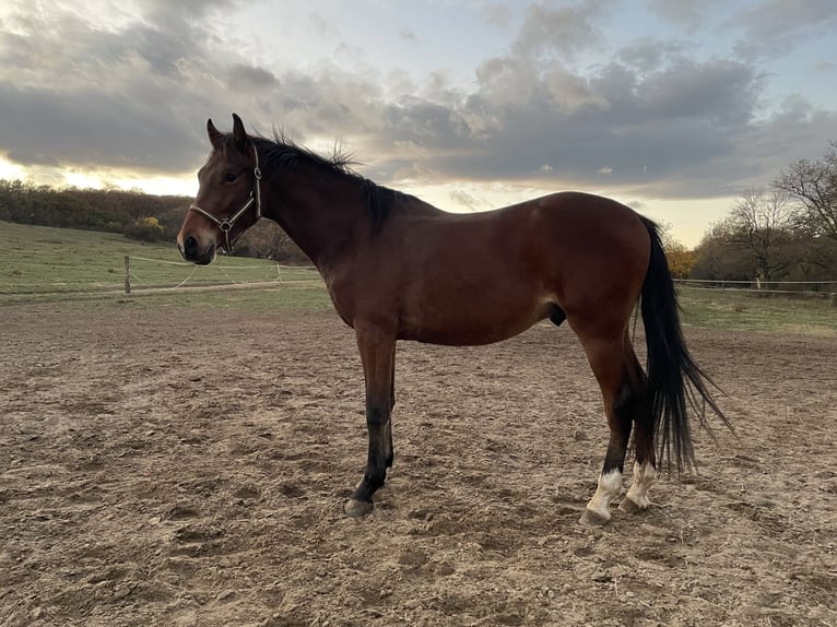 Cheval de sport hongrois Étalon 3 Ans 155 cm Bai cerise in Székesfehérvár