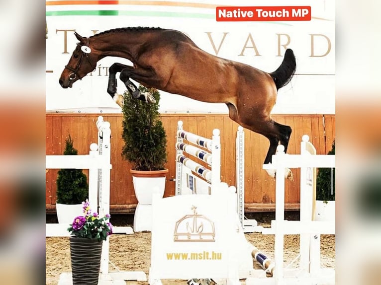 Cheval de sport hongrois Étalon 3 Ans 155 cm Bai cerise in Székesfehérvár