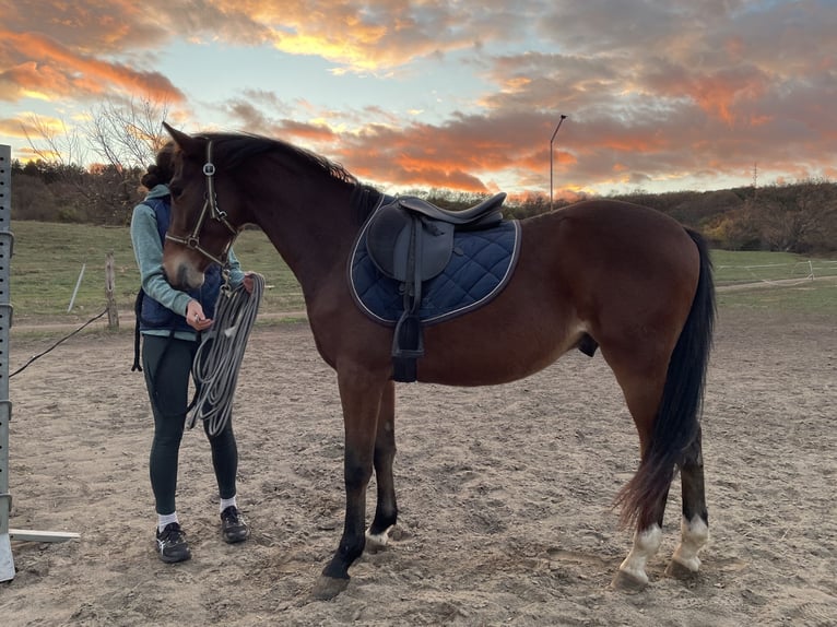 Cheval de sport hongrois Étalon 3 Ans 155 cm in Székesfehérvár