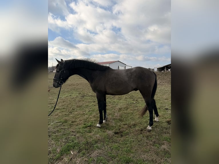 Cheval de sport hongrois Étalon 3 Ans 156 cm Gris in Dévaványa