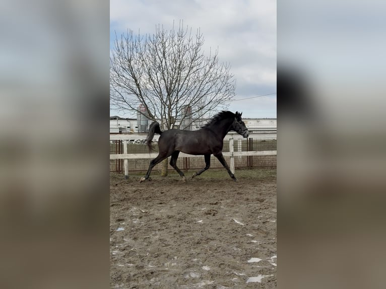 Cheval de sport hongrois Étalon 3 Ans 156 cm Gris in Dévaványa