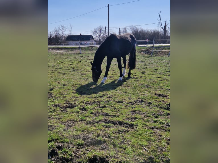 Cheval de sport hongrois Étalon 3 Ans 168 cm Bai brun in Szarvas