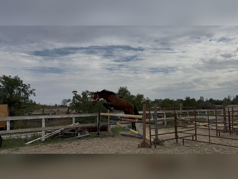 Cheval de sport hongrois Étalon 3 Ans 172 cm Bai cerise in Dévaványa