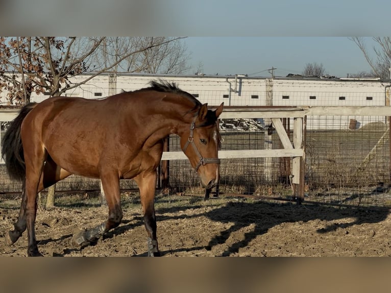 Cheval de sport hongrois Étalon 3 Ans 172 cm Bai cerise in Dévaványa