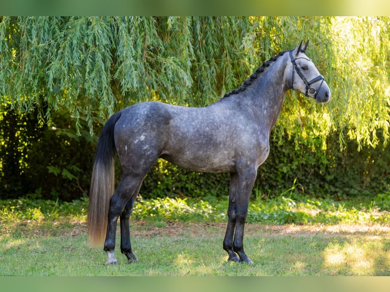 Cheval de sport hongrois Étalon 3 Ans 174 cm Gris in Debrecen