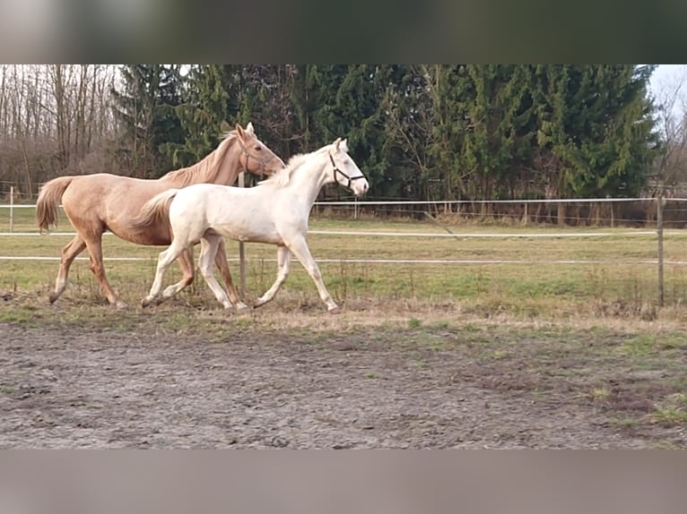 Cheval de sport hongrois Étalon 4 Ans 161 cm Cremello in Marcali