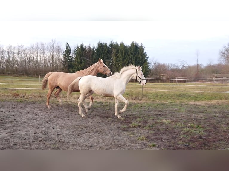 Cheval de sport hongrois Étalon 4 Ans 161 cm Cremello in Marcali