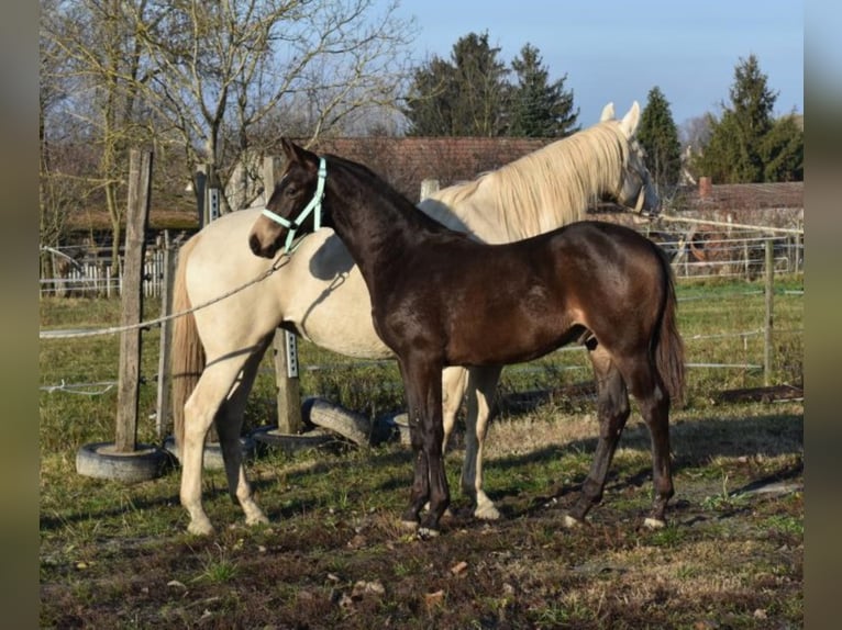 Cheval de sport hongrois Étalon 4 Ans 162 cm Isabelle in Marcali