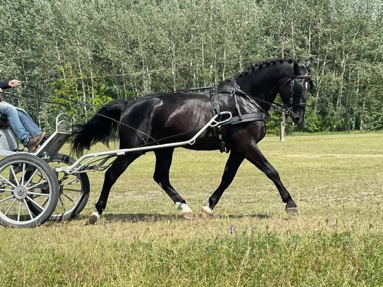 Cheval de sport hongrois Étalon 4 Ans 166 cm Bai brun foncé in Soltszentimre