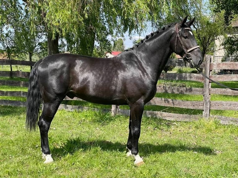 Cheval de sport hongrois Étalon 4 Ans 166 cm Bai brun foncé in Soltszentimre