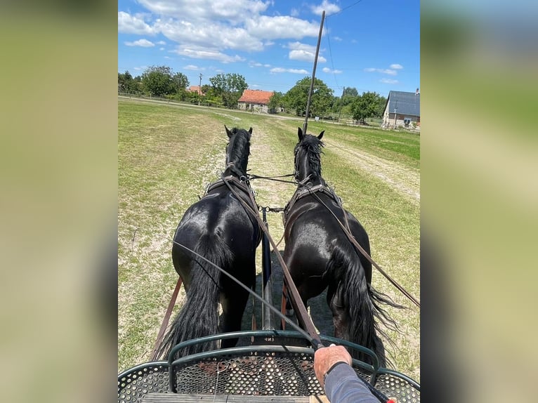 Cheval de sport hongrois Étalon 4 Ans 166 cm Bai brun foncé in Soltszentimre