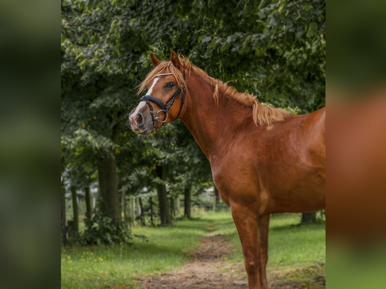 Cheval de sport hongrois Étalon 5 Ans 145 cm Alezan in Straelen