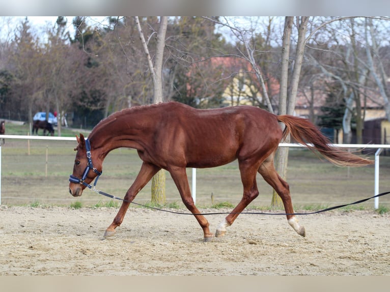 Cheval de sport hongrois Étalon 5 Ans 160 cm Alezan brûlé in Bőny