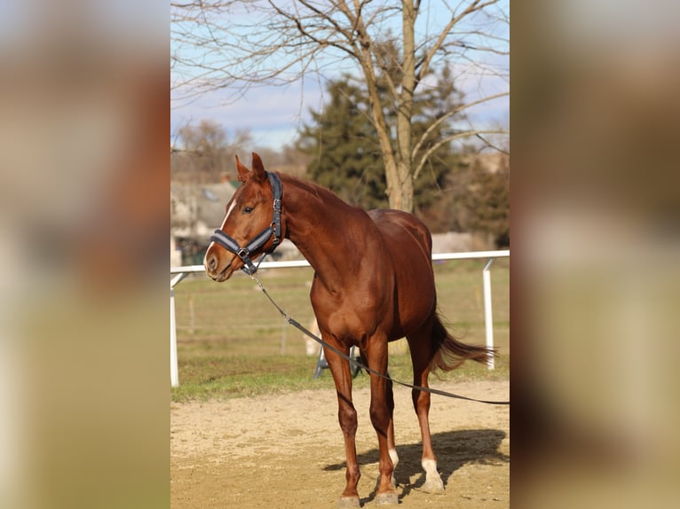 Cheval de sport hongrois Étalon 5 Ans 160 cm Alezan brûlé in Bőny