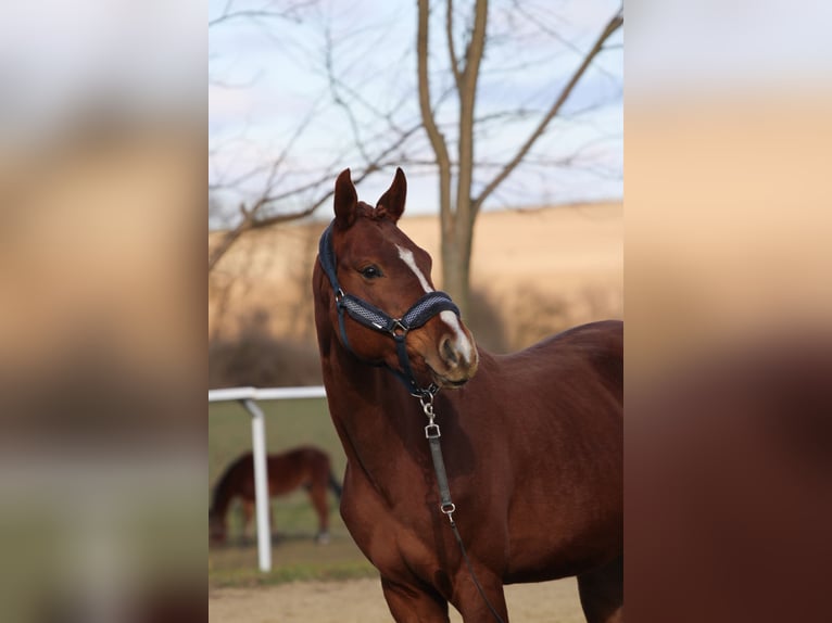 Cheval de sport hongrois Étalon 5 Ans 160 cm Alezan brûlé in Bőny