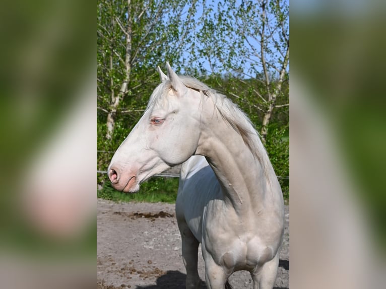 Cheval de sport hongrois Étalon 5 Ans 163 cm Cremello in Marcali