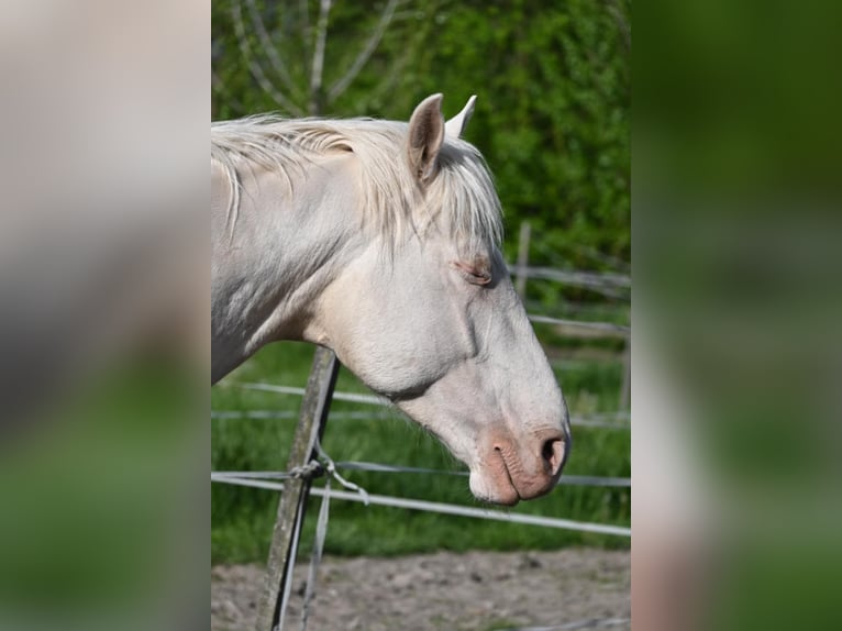 Cheval de sport hongrois Étalon 5 Ans 163 cm Cremello in Marcali