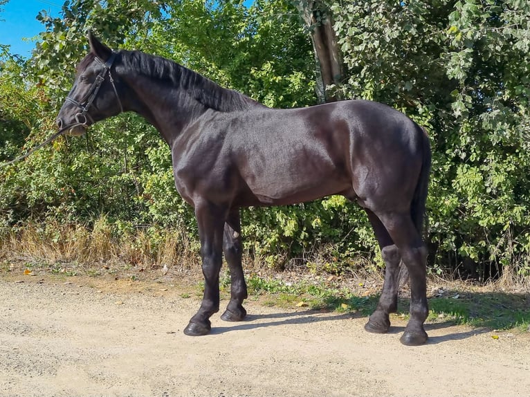 Cheval de sport hongrois Croisé Étalon 5 Ans 169 cm Noir in Békés