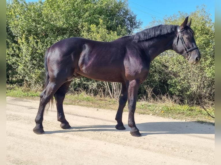 Cheval de sport hongrois Croisé Étalon 5 Ans 169 cm Noir in Békés