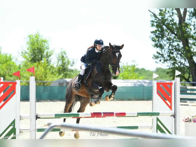 Cheval de sport hongrois Étalon 6 Ans 170 cm Bai in Budapest