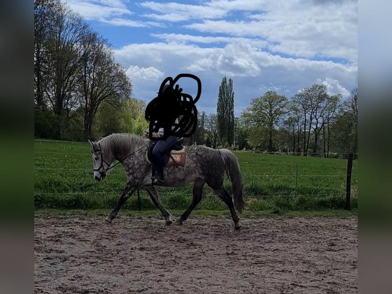 Cheval de sport hongrois Croisé Étalon 9 Ans 145 cm Gris in Roswinkel