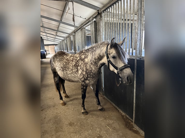 Cheval de sport hongrois Croisé Étalon 9 Ans 145 cm Gris in Roswinkel