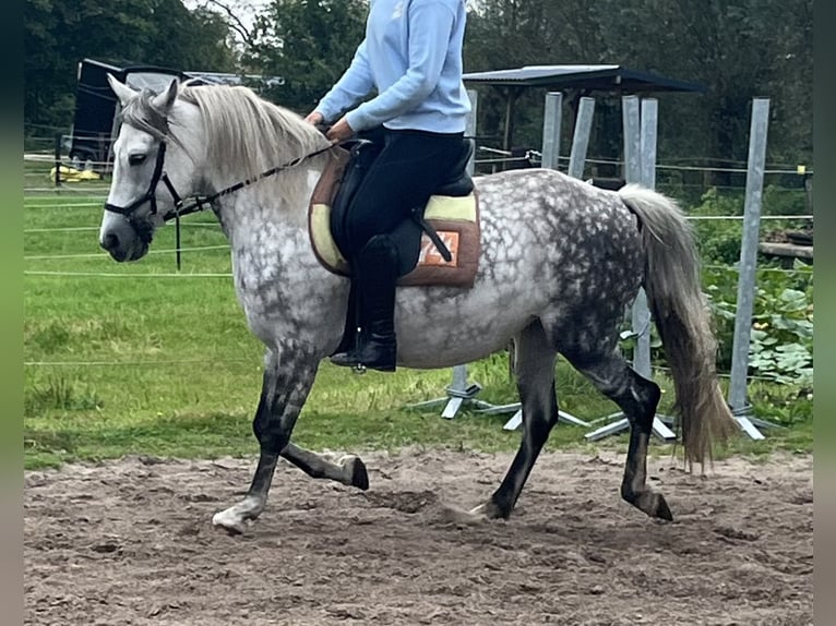 Cheval de sport hongrois Croisé Étalon 9 Ans 145 cm Gris in Roswinkel